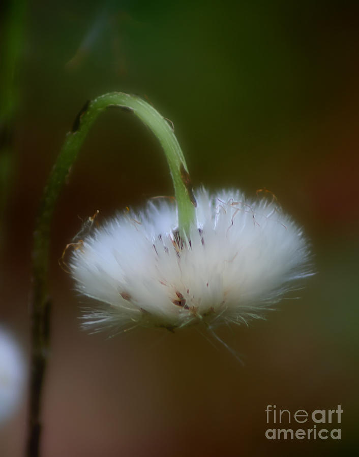 A Fluffy Flower Photograph by Smilin Eyes Treasures