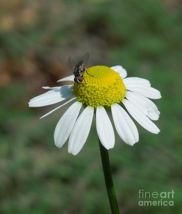 A Fly And A Daisy Photograph by Chad and Stacey Hall