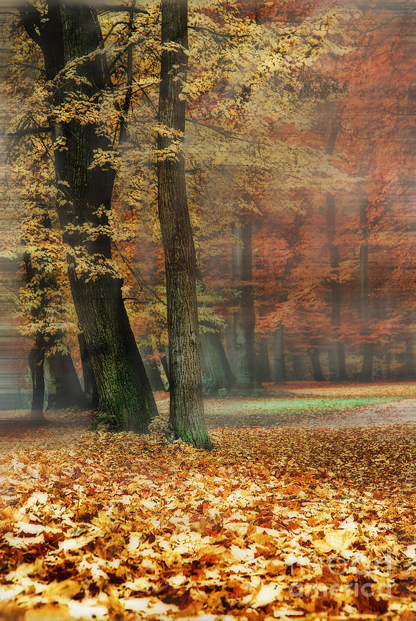 A Foggy Autumn Day Photograph by Hannes Cmarits