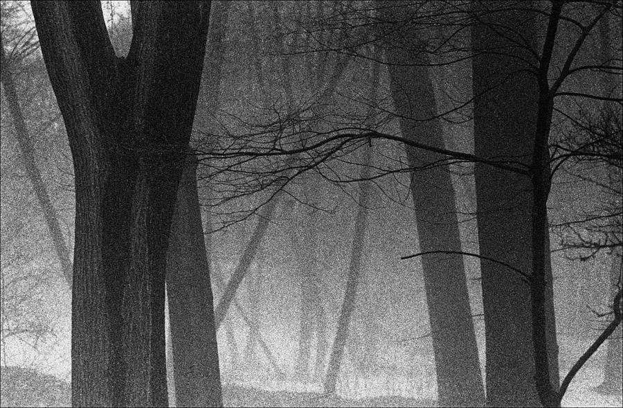 A Foggy Day Photograph by Robert Ullmann