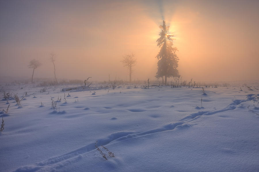 A Foggy Winter Sunrise With A Morning Photograph by Dan Jurak