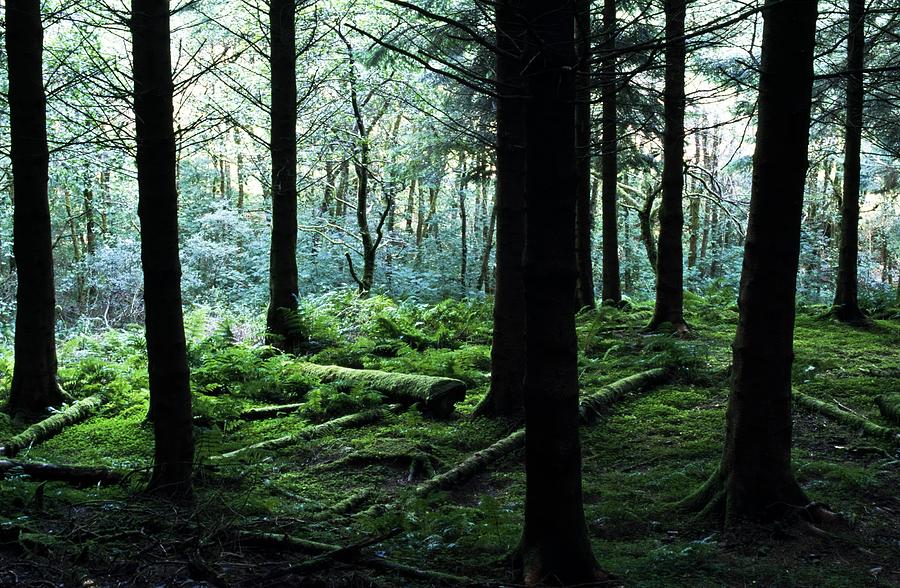 A Forest In Highlands, Scotland Photograph by John Doornkamp