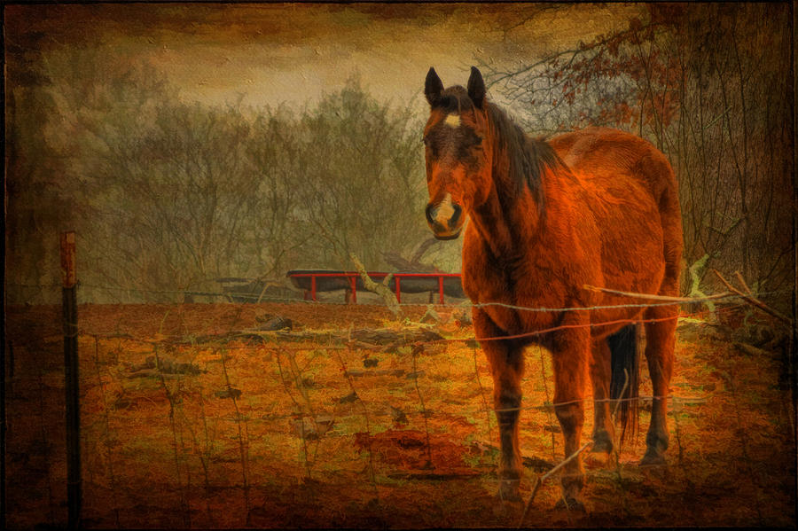 Horse Photograph - A Friend by James Corley