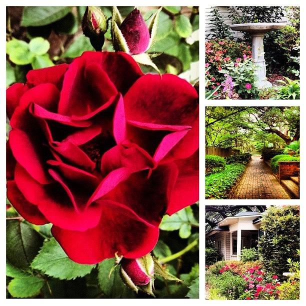 Rose Photograph - A Garden Thats Dressed To Impress by Tawanda Baitmon