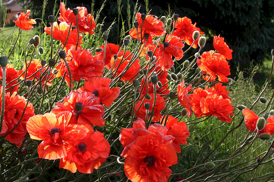 A Gathering of Poppies Photograph by Patricia Haynes