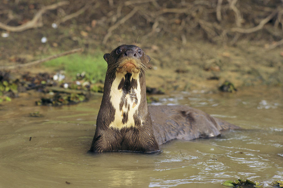 A Giant Otter In A Stream Bed Photograph by Ed George