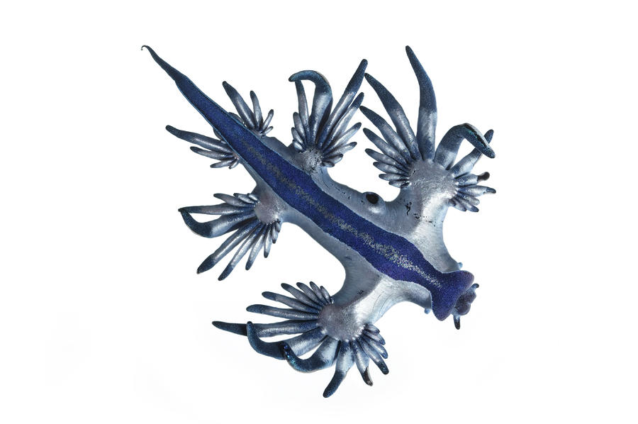 A Glaucus Nudibranch Camouflaged Photograph by David Liittschwager