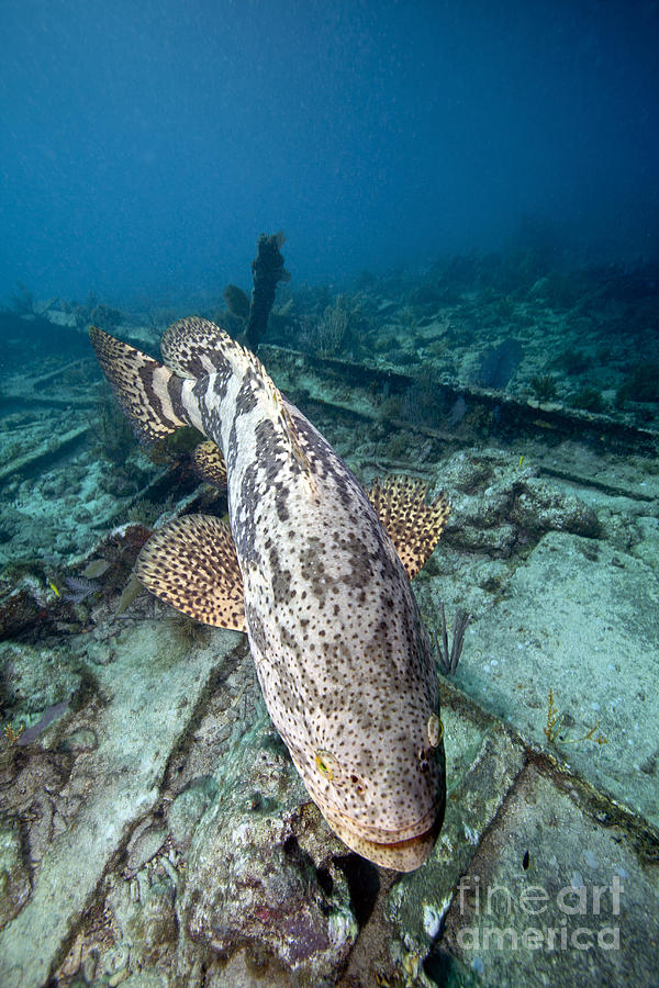 Fish Photograph - A Goliath Grouper Effortlessly Floats by Terry Moore