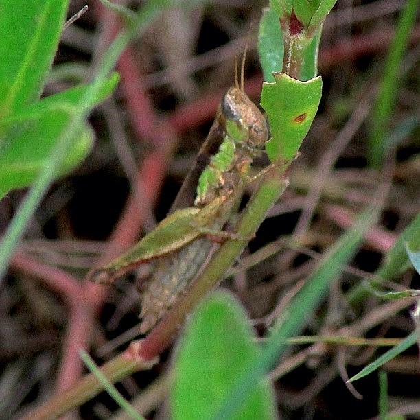 Nature Photograph - A Grass Hopper Busy Devouring My Grass by Ahmed Oujan