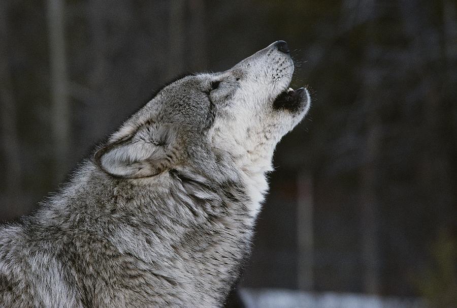 A Gray Wolf, Canis Lupus, Howling Photograph by Jim And Jamie Dutcher