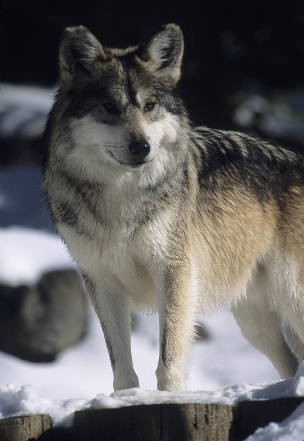 A Gray Wolf Stands Cautiously by Taylor S. Kennedy - A Gray Wolf Stands ...