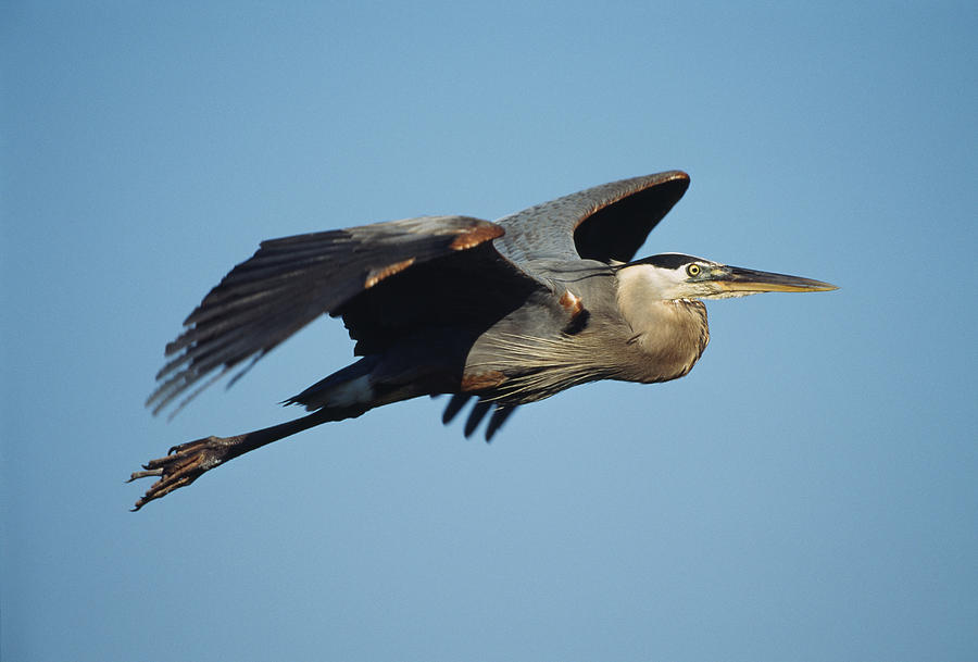 A Great Blue Heron In Flight Photograph by Klaus Nigge