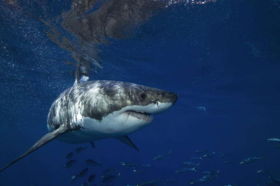 A Great White Shark Swims In Clear Photograph by Mauricio Handler