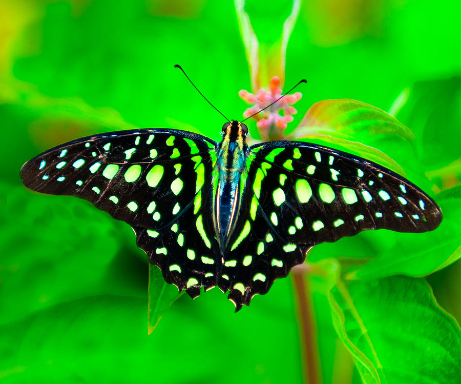 A Green Butterfly Photograph by Dennis Dame