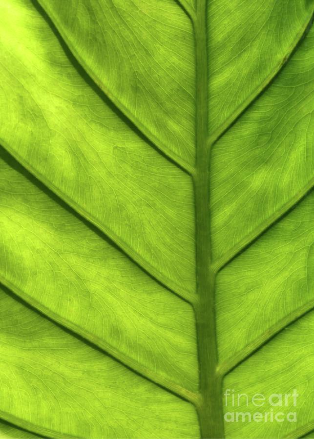 A Green Leaf Photograph by Sabrina L Ryan