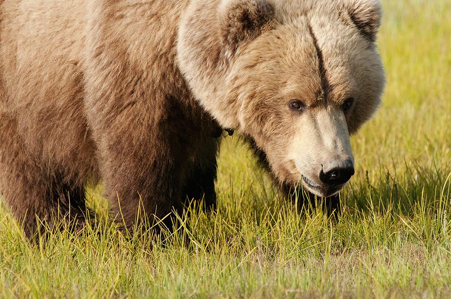 A Grizzly Bear Ursus Arctos Horribilis Photograph by Deb Garside - Fine ...