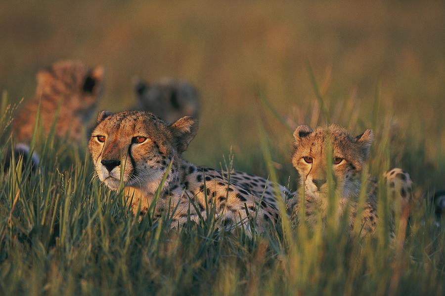 A Group Of African Cheetahs Acinonyx Photograph by Chris Johns