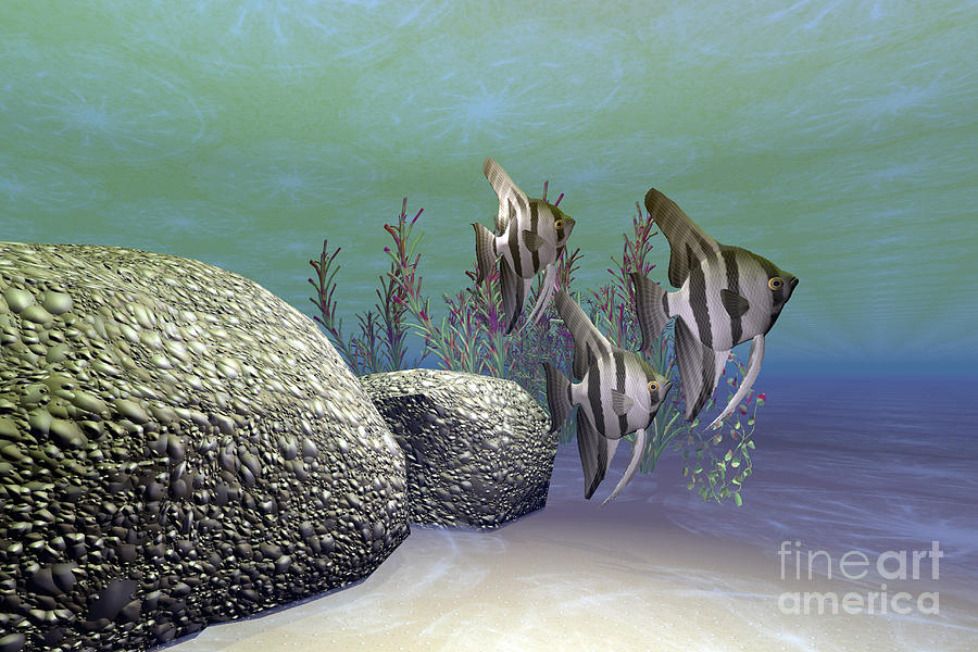 Fish Digital Art - A Group Of Angelfish Swim Near A Rock by Corey Ford