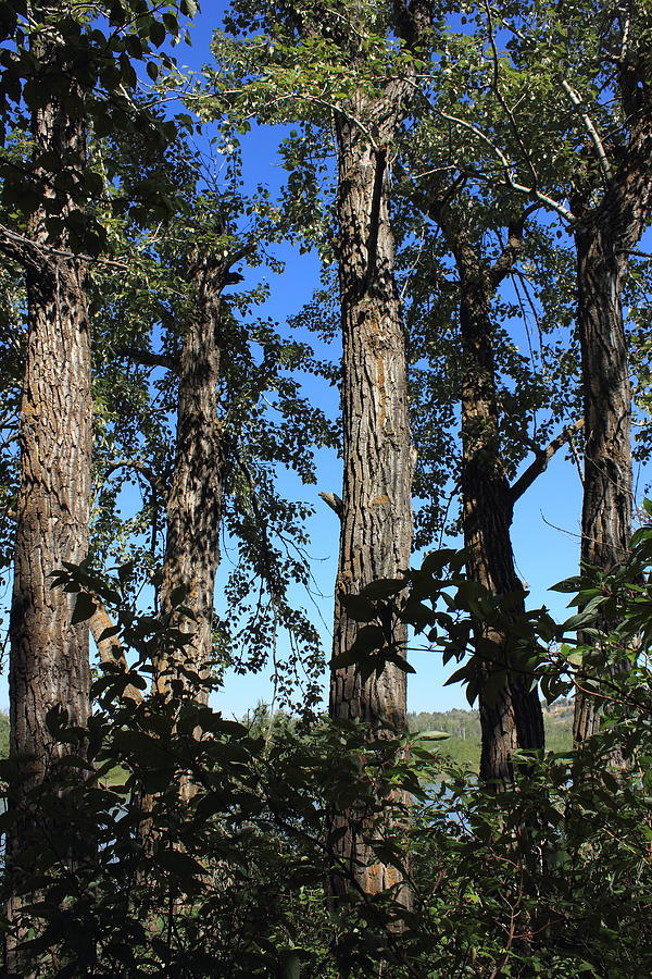 A group of balsam poplar trees Photograph by Jim Sauchyn