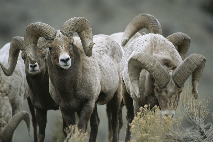 A Group Of Bighorn Sheep Rams Photograph by Tom Murphy