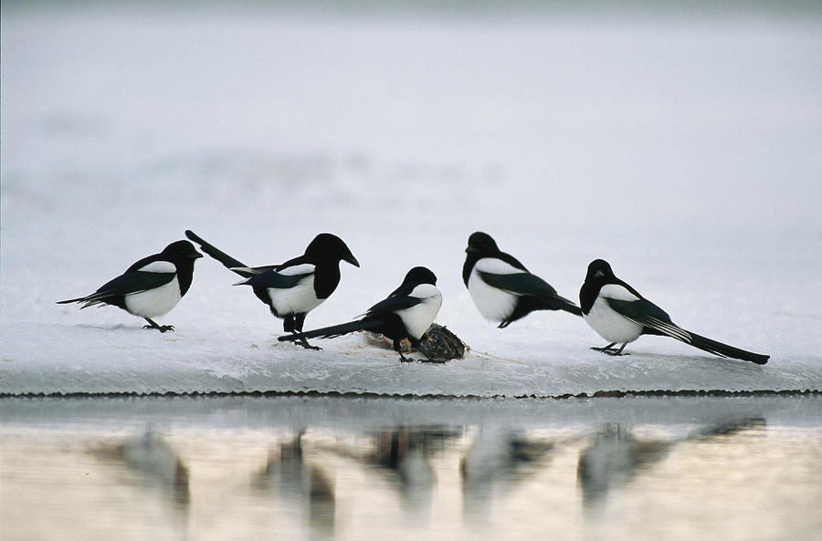 a-group-of-magpies-gathered-photograph-by-klaus-nigge