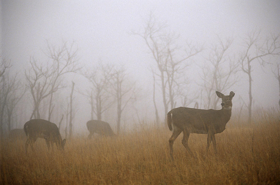 A Group Of White-tailed Deer Photograph by Raymond Gehman