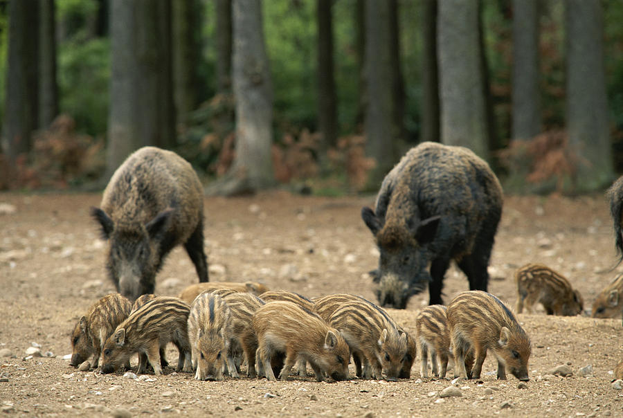 A Group Of Young Wild Boars Nose Photograph by Norbert Rosing