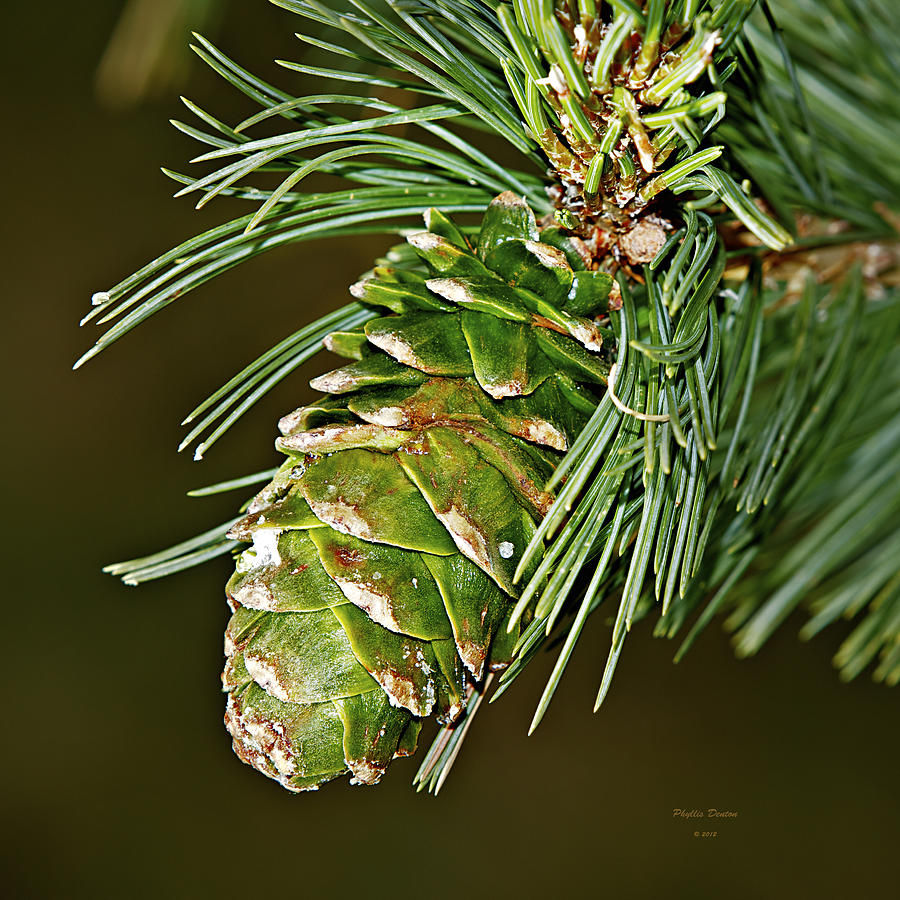A Growing Pine Cone Photograph by Phyllis Denton