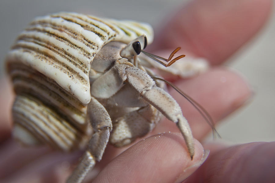 A Hand Holding A Hermit Crab Photograph by Michael Melford