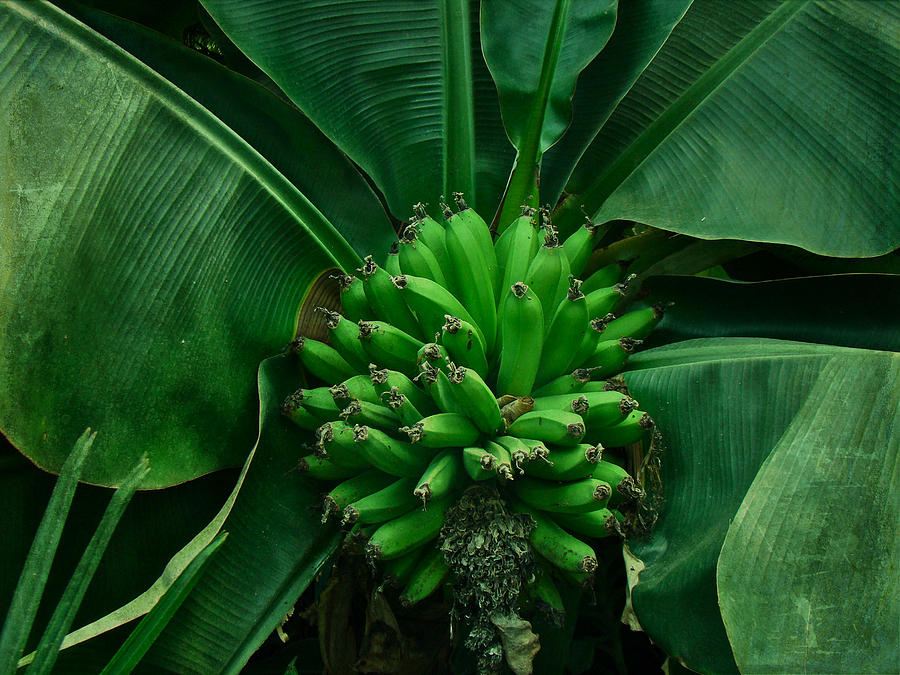 A Hand Of Bananas Photograph