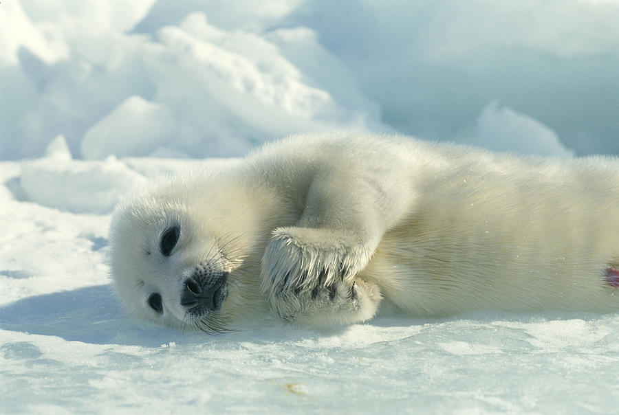 A Harp Seal Pup Lies On Its Side Photograph by Norbert Rosing