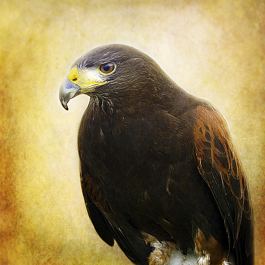Hawk Photograph - A Harris Hawk by Amanda Finan