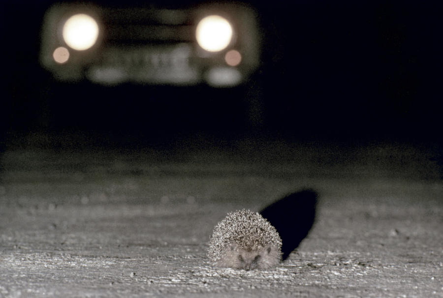 A Hedgehog Photograph by Granger