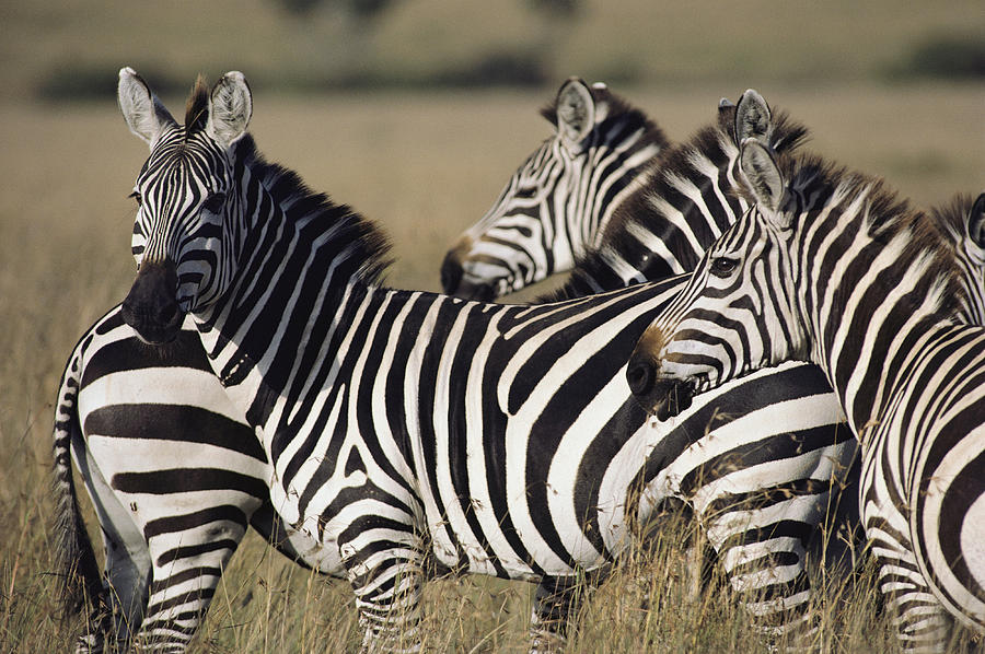 A Herd Of Plains Zebras In Kenyas Masai Photograph by Medford Taylor