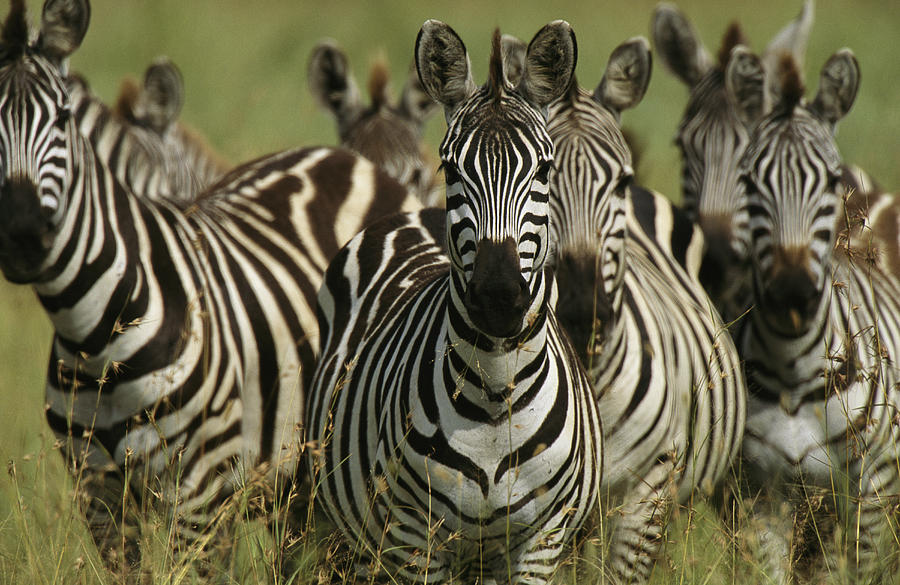 What Is A Herd Of Zebras at Melissa Yarbrough blog