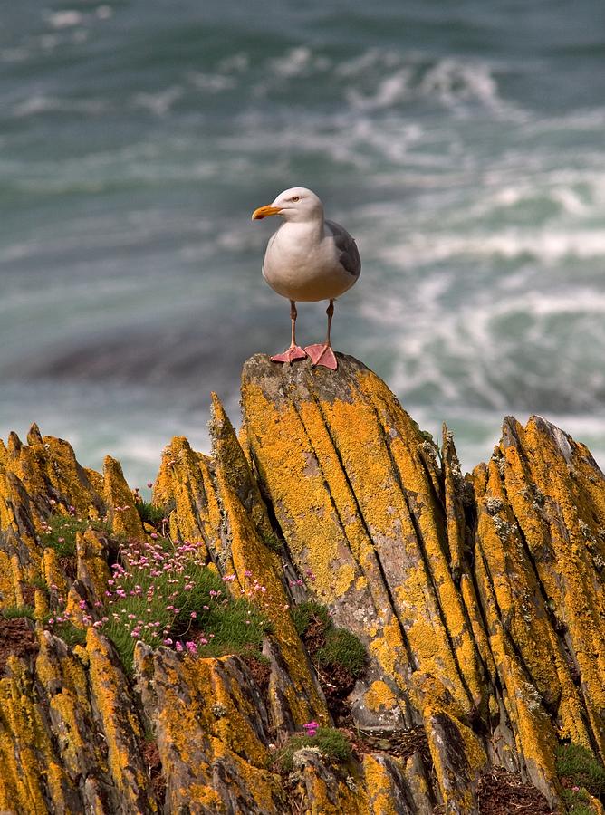 A Herring Gull, Colonsay, Scotland Photograph by Lizzie Shepherd Fine