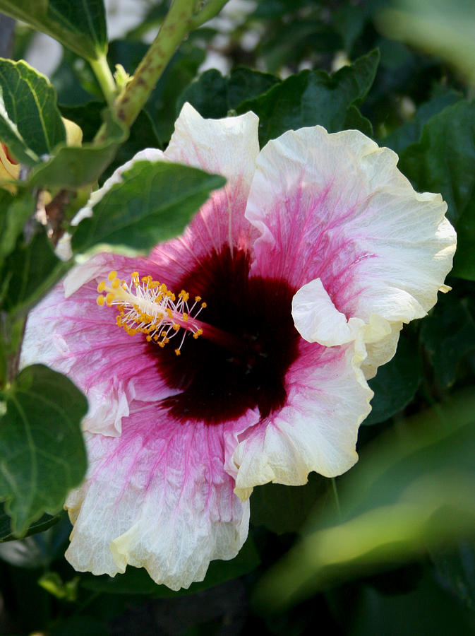 A Hibiscus of a Different Kind Photograph by Karen Harrison Brown