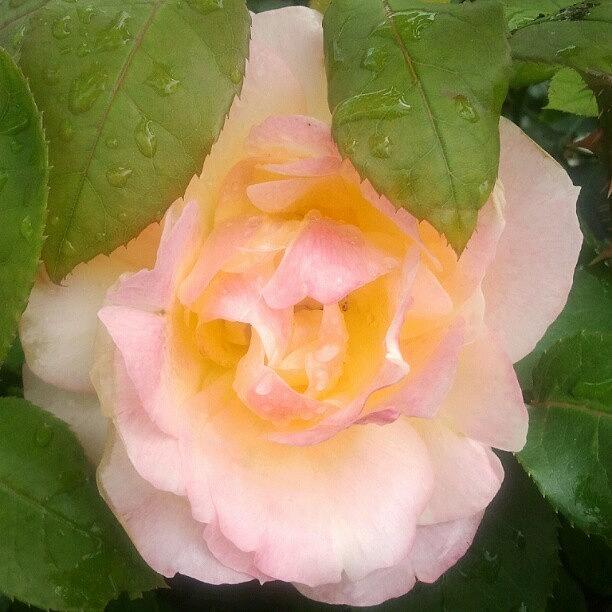 Nature Photograph - A Hidden Rose #rose #beautiful #closeup by Carola @ Rotterdam Netherlands