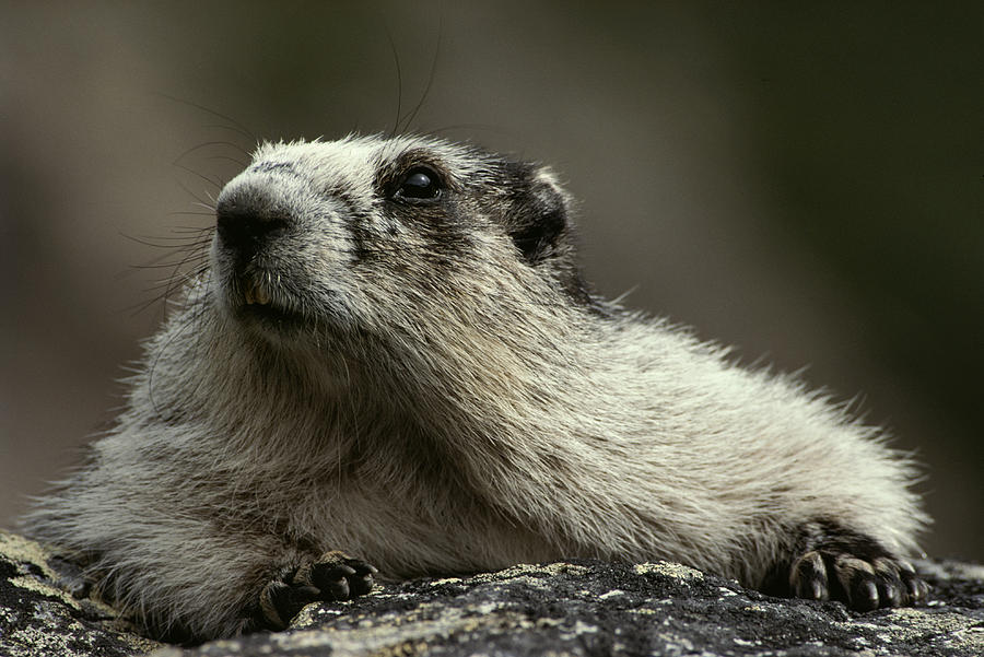 A Hoary Marmot On Alert For Predators Photograph by Paul Nicklen