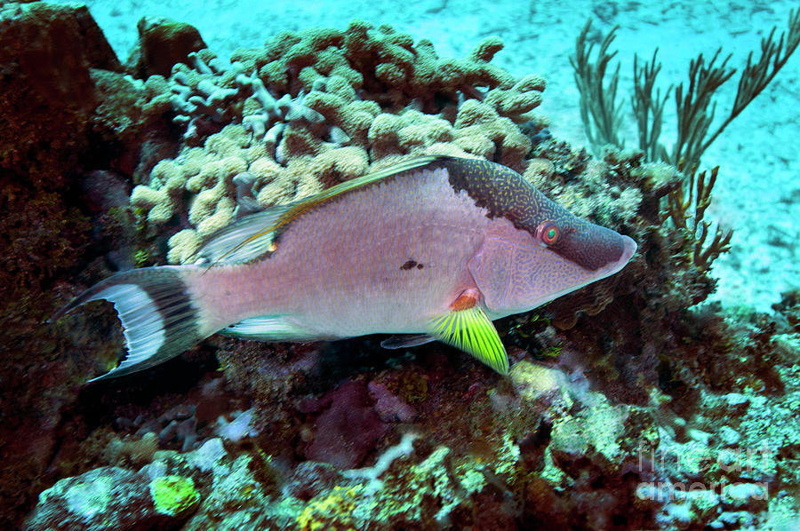 A Hogfish Swimming Above A Coral Reef Photograph by Michael Wood - Fine ...