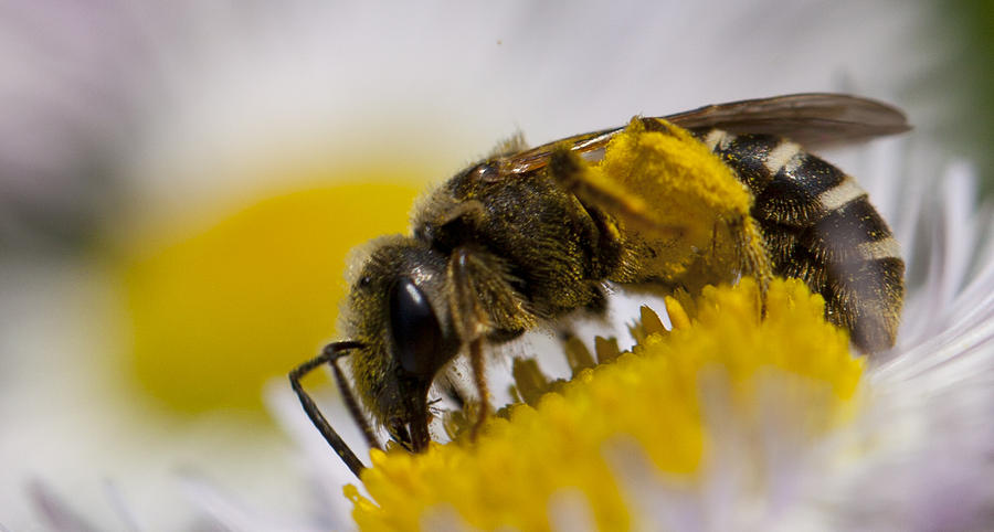 A Honey Bee Photograph by Richard Lee - Fine Art America