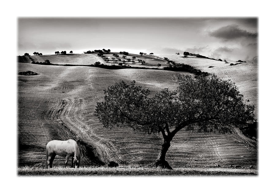 Summer Photograph - A Horse and an Olive Tree by Mal Bray