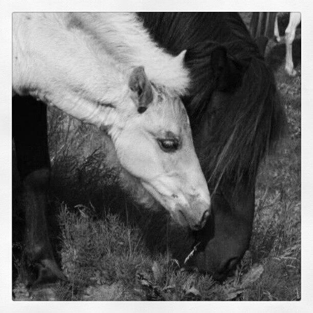 Horse Photograph - A Horse and her foal by Lesley Power