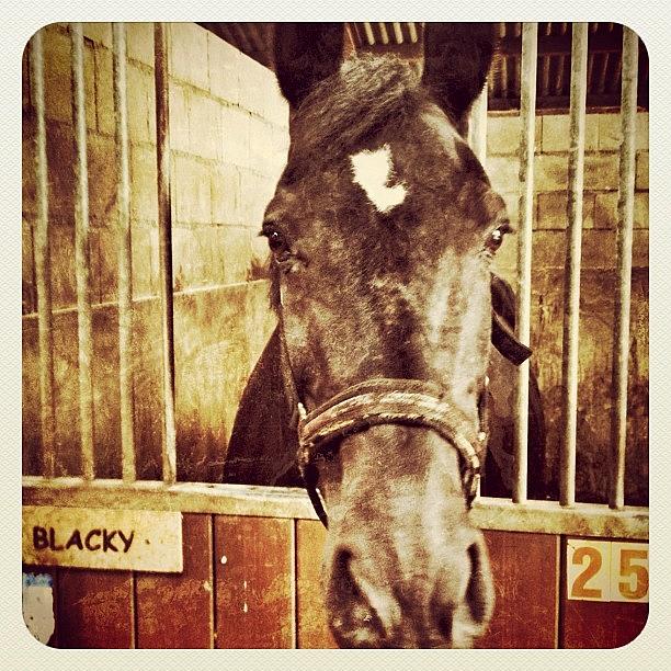Horse Photograph - A #horse Named blacky by Wilbert Claessens