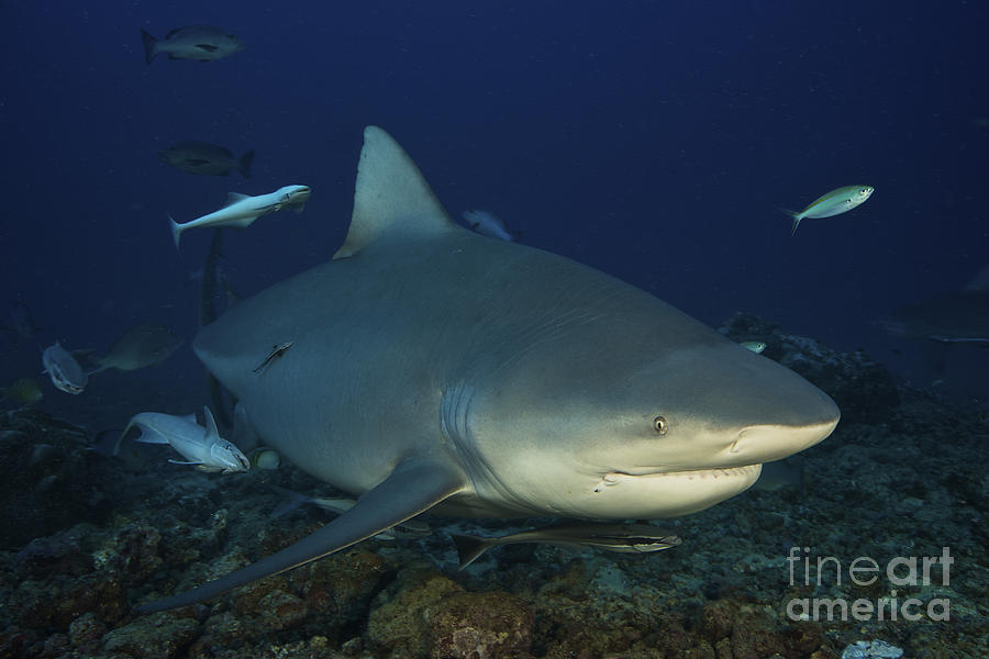 A Huge Bull Shark With Accompanying Photograph by Terry Moore