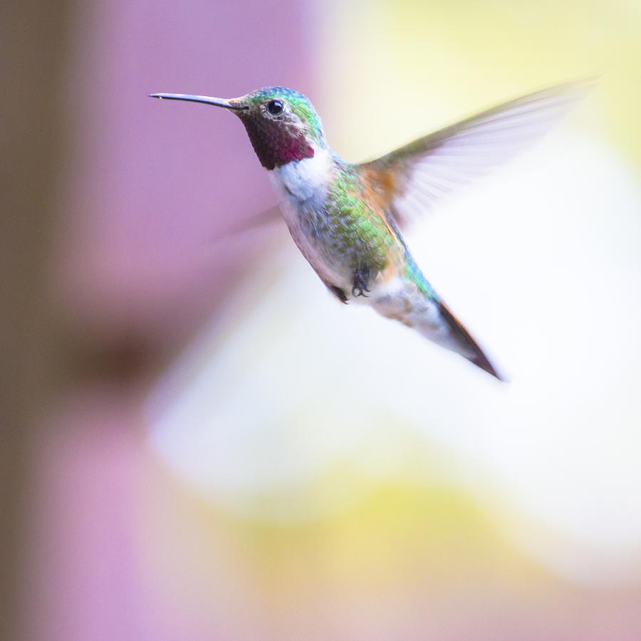 Rocky Mountain National Park Photograph - A humming bird in the Rocky Mountains by Ellie Teramoto