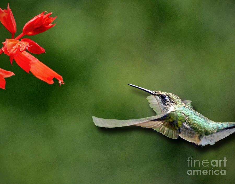 A Hummingbird With Dimension Photograph by Sue Stefanowicz