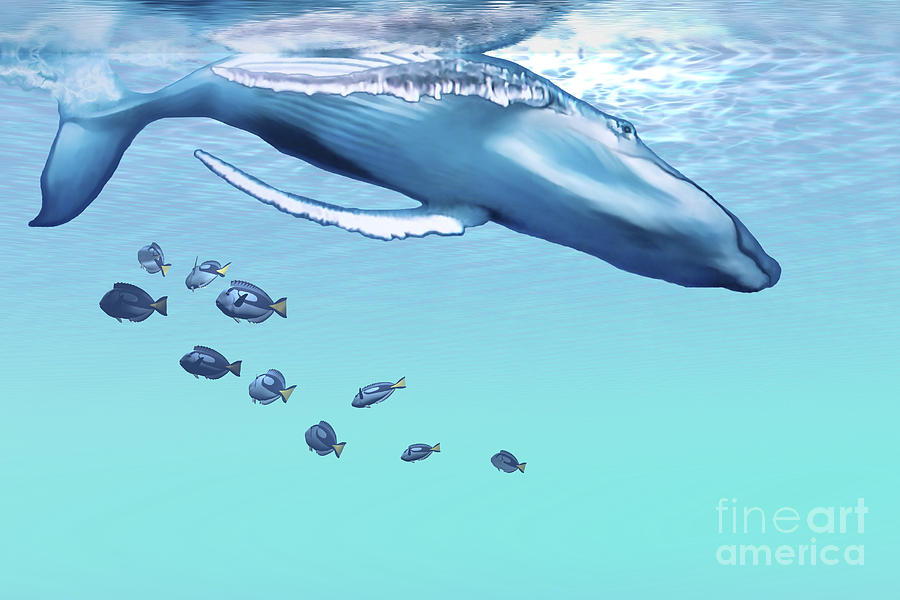 A Humpback Whale Dives Into The Blue Digital Art by Corey Ford