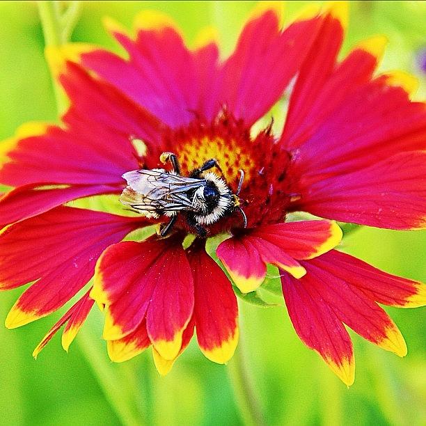 A Hungry Bee Photograph by Kay Anderson