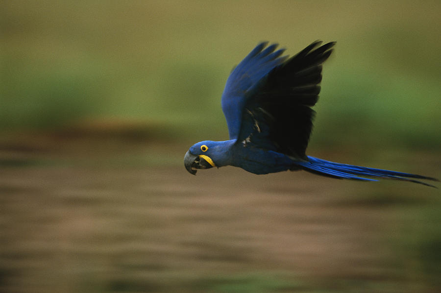 A Hyacinth Macaw In Flight Photograph By Joel Sartore